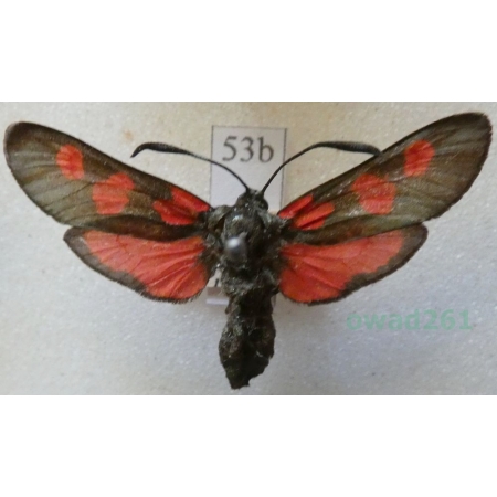 Zygaena lonicerae (Scheven, 1777) Deutschland53b